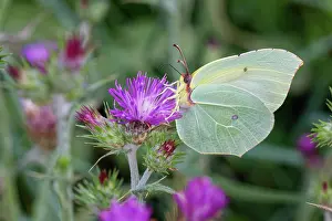 Papilionoidea Prints: Common brimstone (Gonepteryx rhamni) nectaring on a thistle flowerhead, Corfu, Greece. May