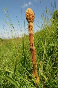 Orobanchaceae Prints: Common broomrape (Orobanche minor) young flowering spike on a chalk grassland slope