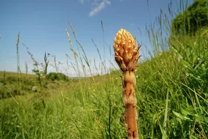 Orobanchaceae Prints: Common broomrape (Orobanche minor) young flowering spike on a chalk grassland slope