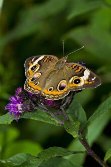 Images Dated 7th August 2011: Common buckeye butterfly (Junonia coenia) feeding on Ironweed (Vernonia altissima) flower