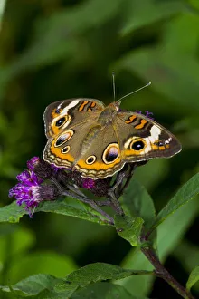 Common buckeye butterfly (Junonia coenia) feeding on Ironweed (Vernonia altissima) flower