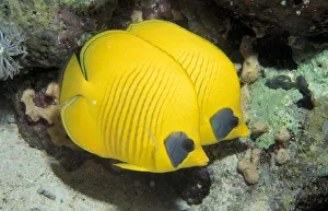 Two Common butterfly fish (Chaetodon chrysurus) Red Sea, Egypt