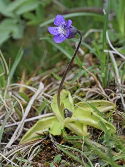 Abruzzo Prints: Common butterwort (Pinguicula vulgaris) in flower, Monti della Laga, Abruzzo, Italy. June