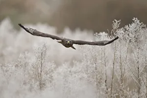 Common buzzard (Buteo buteo) in flight with hoar frost. Northamptonshire, UK, January Common buzzard (Buteo buteo) in flight with hoar frost. Northamptonshire, UK, January