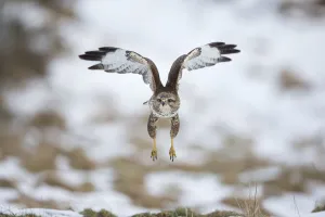 Images Dated 2015 February: 8 Feb 2015 Collection