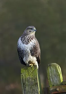 Common buzzard (Buteo buteo) perched on a gate post, Cheshire, England, UK, December