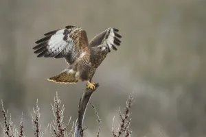Cold Weather Prints: Common buzzard (Buteo buteo) perched on stump with wings spread, Northamptonshire, UK