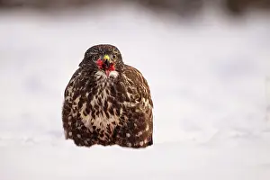 Accipitriformes Prints: Common buzzard (Buteo buteo) in snow