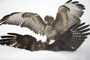 Images Dated 14th January 2015: Two common buzzards (Buteo buteo) fighting on ground in snow, Scotland, UK, January