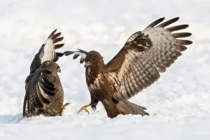 Buteo Prints: Two Common buzzards (Buteo buteo) fighting in snow