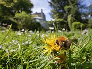 Apidae Collection: Common carder bumblebee (Bombus pascuorum) nectaring on a Dandelion (Taraxacum officinale