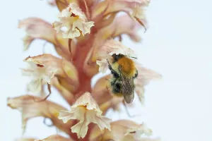 Orobanchaceae Prints: Common carder bumblebee (Bombus pascuorum) nectaring on Amethyst broomrape (Orobanche amethystea) flower