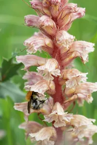 Orobanchaceae Prints: Common carder bumblebee (Bombus pascuorum) nectaring on Amethyst broomrape (Orobanche amethystea) flower