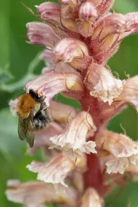 Orobanchaceae Prints: Common carder bumblebee (Bombus pascuorum) nectaring on Amethyst broomrape (Orobanche amethystea) flower