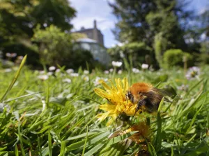 Bumble Bee Prints: Common carder bumblebee (Bombus pascuorum) nectaring on a Dandelion (Taraxacum officinale