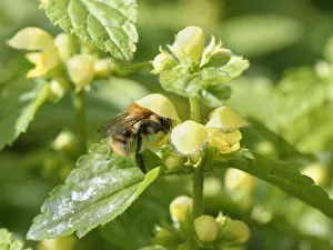 Labiatae Prints: Common carder bumblebee (Bombus pascuorum) nectaring on a Yellow archangel