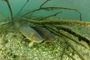 Riverbeds Prints: Common carp (Cyprinus carpio) resting on riverbed, River Ticino, Lombardy, Italy. October