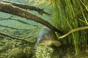 Riverbeds Prints: Common carp (Cyprinus carpio) resting among vegetation on riverbed