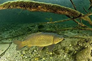 Riverbeds Prints: Common carp (Cyprinus carpio) swimming over riverbed