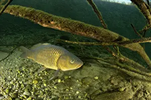 Riverbeds Prints: Common carp (Cyprinus carpio) swimming over riverbed