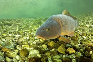 Riverbeds Prints: Common carp (Cyprinus carpio) swimming over riverbed