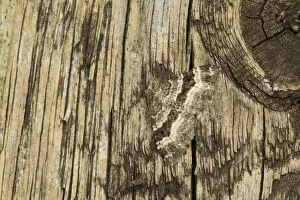 Common carpet moth (Epirrhoe alternata) camouflaged on wood, Sheffield, South Yorkshire
