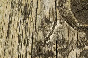 Sheffield Prints: Common carpet moth (Epirrhoe alternata) camouflaged on wood, Sheffield, South Yorkshire
