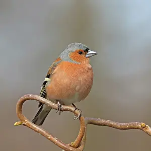 Plantain Prints: Common chaffinch (Fringilla coelebs) male