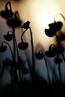 Sunflower Family Prints: Common chaffinch (Fringilla coelebs) perched on Sunflower (Helianthus annuus) seedhead at dusk