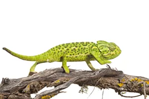 Images Dated 25th April 2009: Common chameleon (Chameleo chameleo) walking along Retama bush branch, Huelva, Andalucia