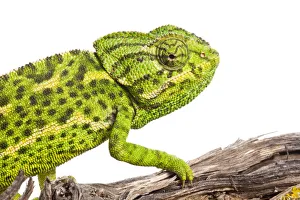 Images Dated 25th April 2009: Common chameleon (Chameleo chameleo) on Retama bush branch, Huelva, Andalucia, Spain, April 2009
