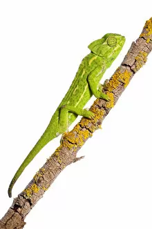 Common chameleon (Chameleo chameleo) on branch, Huelva, Andalucia, Spain, April 2009