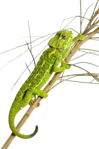 Images Dated 25th April 2009: Common chameleon (Chameleo chameleo) in Retama bush, Huelva, Andalucia, Spain, April 2009