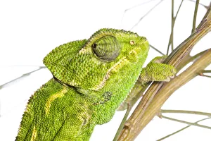 Images Dated 25th April 2009: Common chameleon (Chameleo chameleo) in Retama bush, Huelva, Andalucia, Spain, April 2009