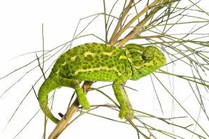 Images Dated 25th April 2009: Common chameleon (Chameleo chameleo) in Retama bush, Huelva, Andalucia, Spain, April 2009
