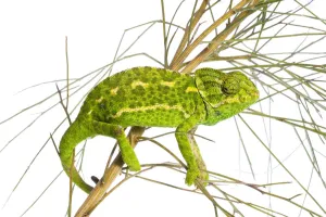 Images Dated 25th April 2009: Common chameleon (Chameleo chameleo) in Retama bush, Huelva, Andalucia, Spain, April 2009