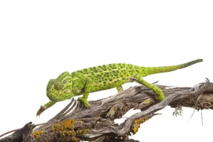 Common chameleon (Chameleo chameleo) walking along Retama bush branch, Huelva, Andalucia