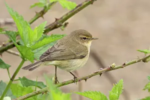 Warbler Prints: Common chiffchaff (Phylloscopus collybita) perched on branch, Norfolk, England, UK. April