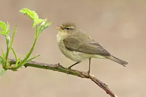 Warbler Prints: Common chiffchaff (Phylloscopus collybita) perched on branch singing