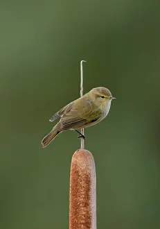 Lilianae Prints: Common chiffchaff (Phylloscopus collybita) perched on Cattail (Typha sp)