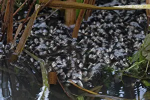 Breathing Prints: Common chub (Squalius cephalus) shoal gasping for air at water's surface in partially frozen ditch