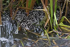 Breathing Prints: Common chub (Squalius cephalus) shoal gasping for air at water's surface in partially frozen ditch