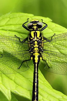 Damselfly Prints: Common clubtail dragonfly (Gomphus vulgatissimus) female