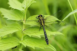 Damselfly Prints: Common clubtail dragonfly (Gomphus vulgatissimus) resting on a leaf