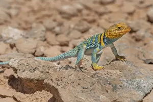 2021 January Highlights Collection: Common collared lizard (Crotaphytus collaris auriceps) male basking on rock