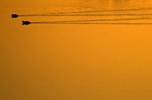 Orange Gallery: Two Common Coot (Fulica atra) swimming and leaving wakes on water. The Netherlands, July