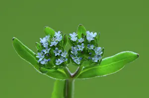 Caprifoliaceae Prints: Common cornsalad (valerianella locusta) in flower, close up, Dorset, England, UK. April