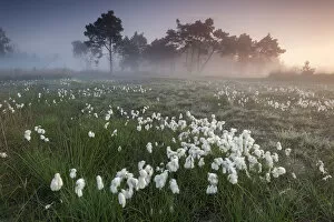 Castelein 100 Landscapes Collection: Common cotton grass (Eriophorum angustifolium) Klein Schietveld, Brasschaat, Belgium, May