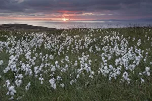 Poales Collection: Common cottongrass (Eriophorum angustifolium) flowering, at sunrise, Island Runde