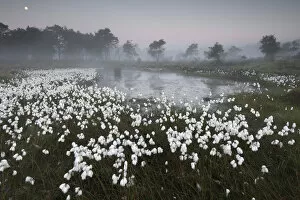Common cottongrass (Eriophorum angustifolium) at dawn, Groot Schietveld, Wuustwezel